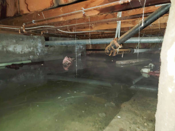 Best Water damage cleanup near me  in Egypt, AL